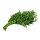 Fresh Dill