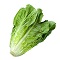 Romaine Lettuce