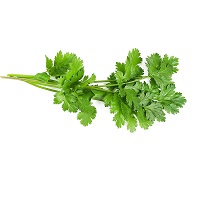 Coriander