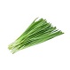 Chives