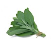 Sage