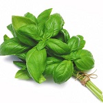 Basil