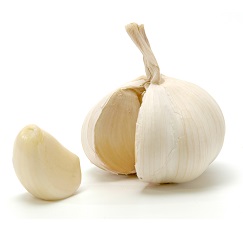 Garlic