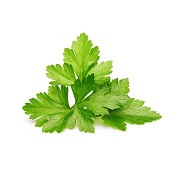 Cilantro