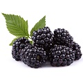 Blackberries