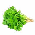 Cilantro