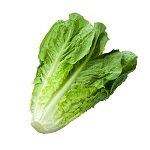 Romaine Lettuce