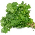Coriander Leaves