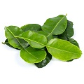 Kaffir Lime Leaves