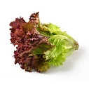 Red Leaves Lettuce