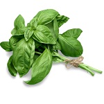Basil Leaves